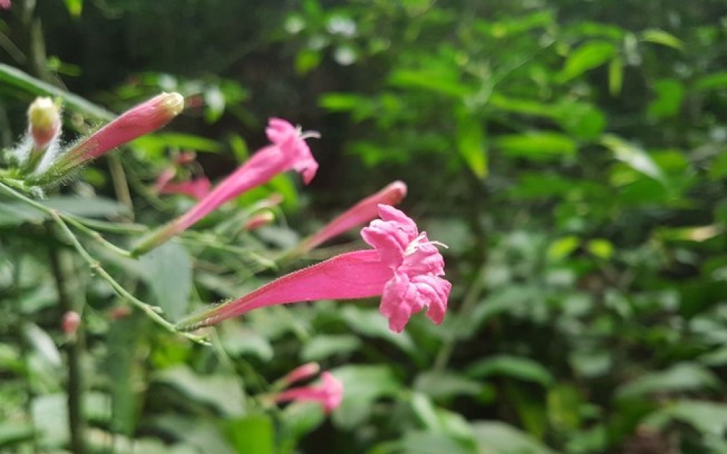 Pesquisadores da UFRRJ descobrem nova planta no Parque do Curió
