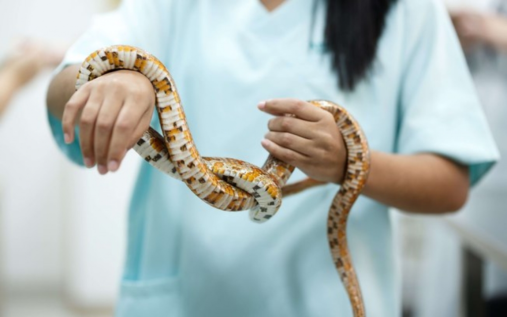 Cobra como animal de estimação: espécies mais comuns e cuidados necessários