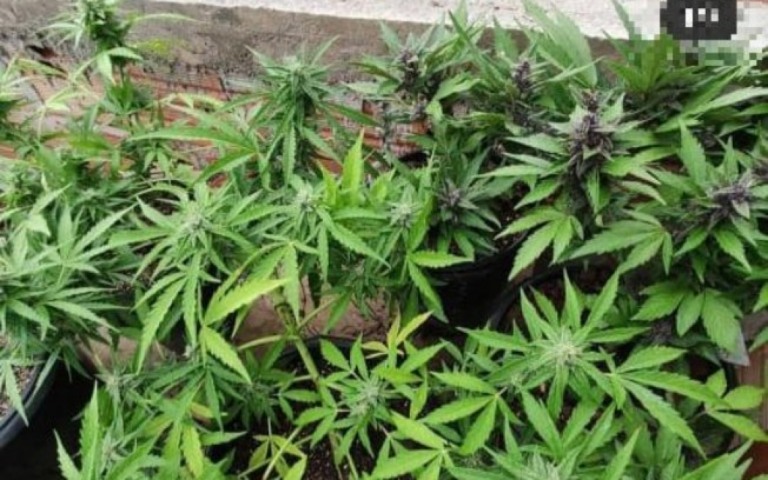 Polícia acaba com comércio 'gourmet' de maconha em São Thomé das Letras