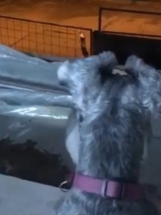 Cadela encontra seu amor verdadeiro durante isolamento