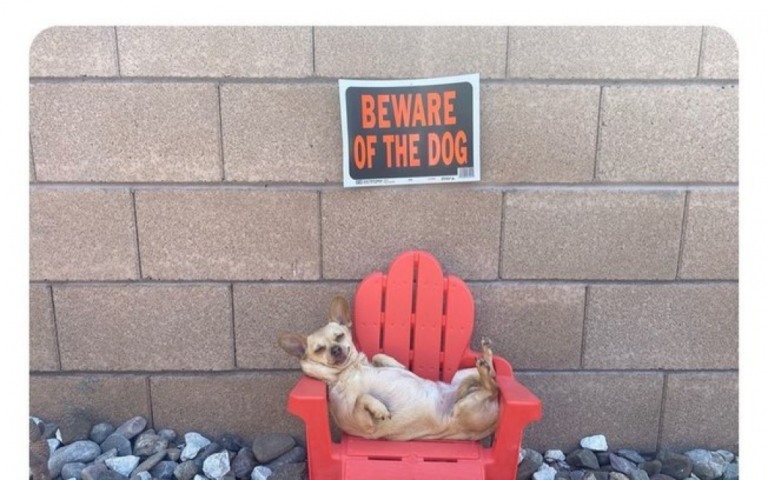 Dono flagra cão de guarda chihuahua dormindo em serviço
