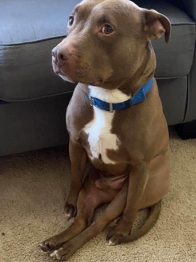 Fotos de cão sentando como um humano viralizam noTwitter