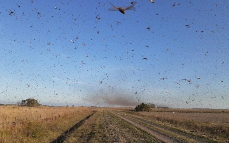 Nuvem de gafanhotos faz Ministério da Agricultura declarar emergência