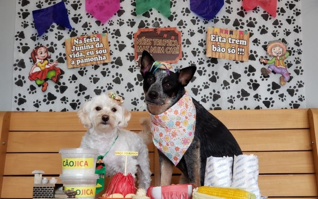 Festa Junina: tutorial de fotos temáticas com os pets