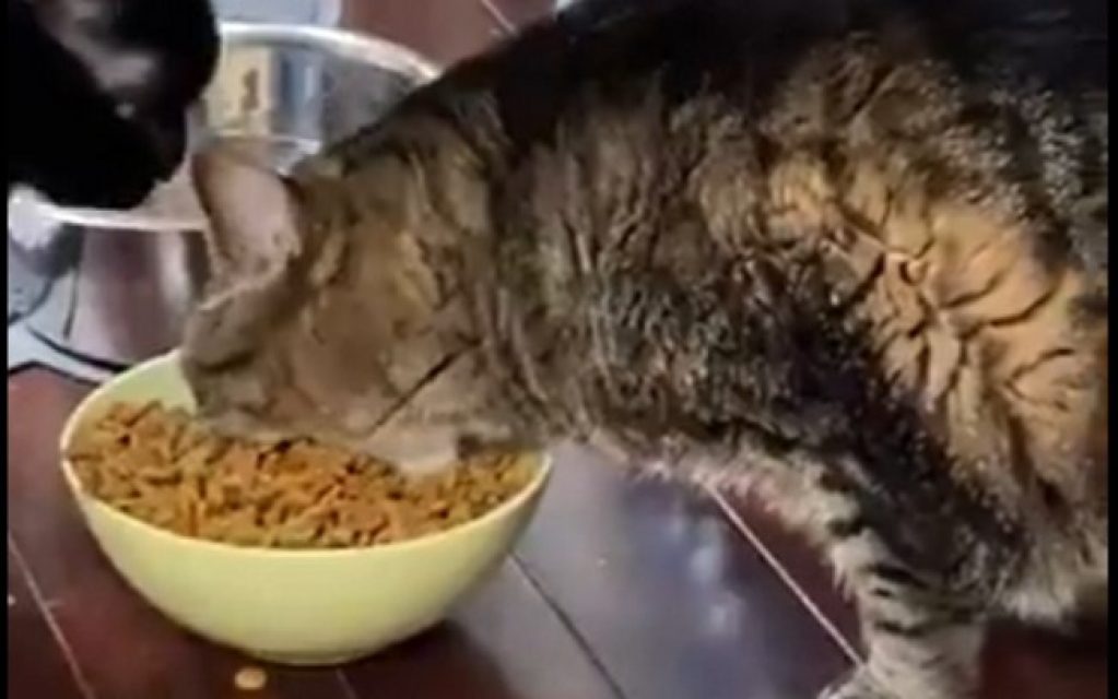 Este vídeo de gato comendo é a coisa mais engraçada que você vai ver