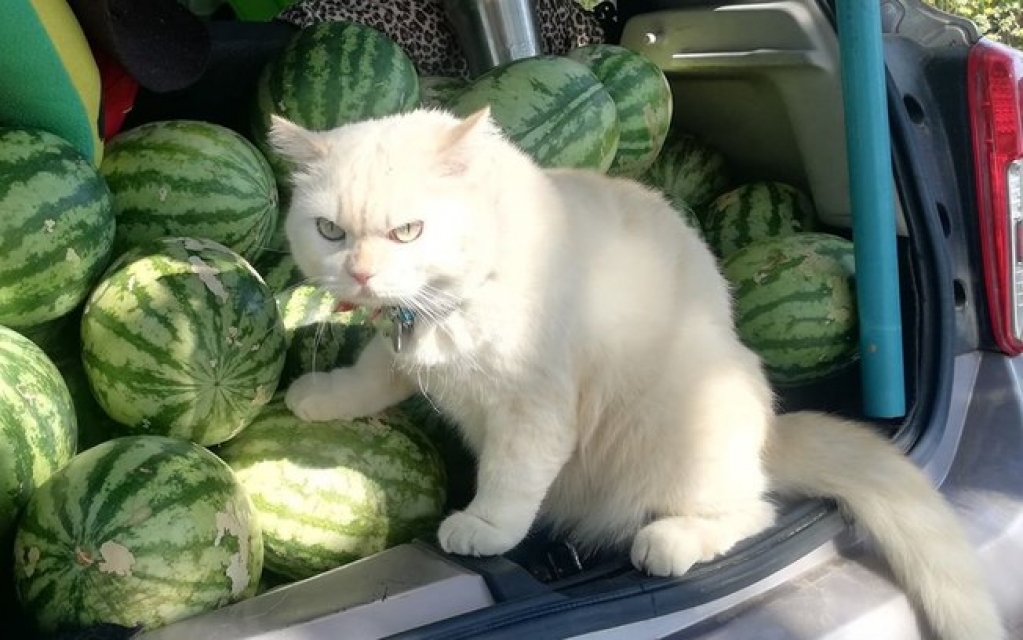 Olhar intimidador de gato evita que roubem suas melancias