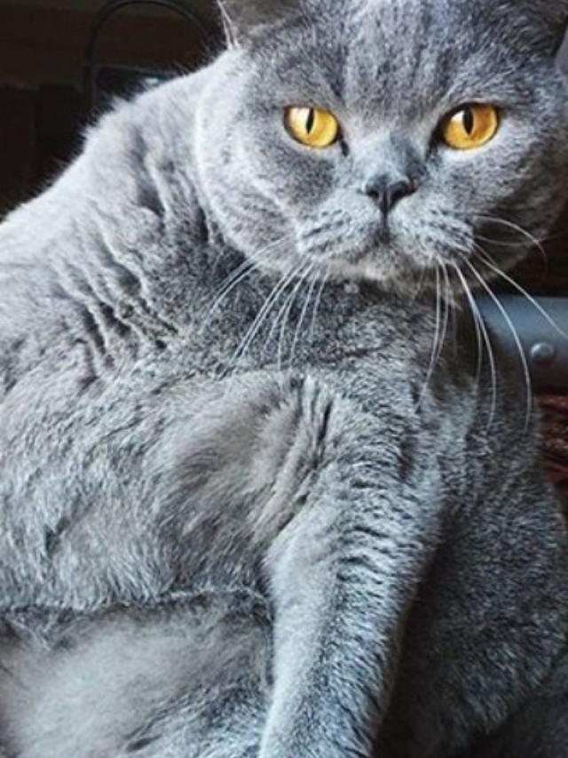 Conheça Pitoe, a gatinha adorável que possui escoliose