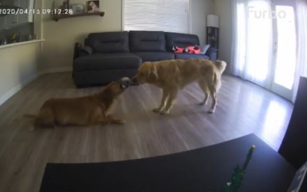 Hilário! Câmera flagra dois cachorros brigando por brinquedo