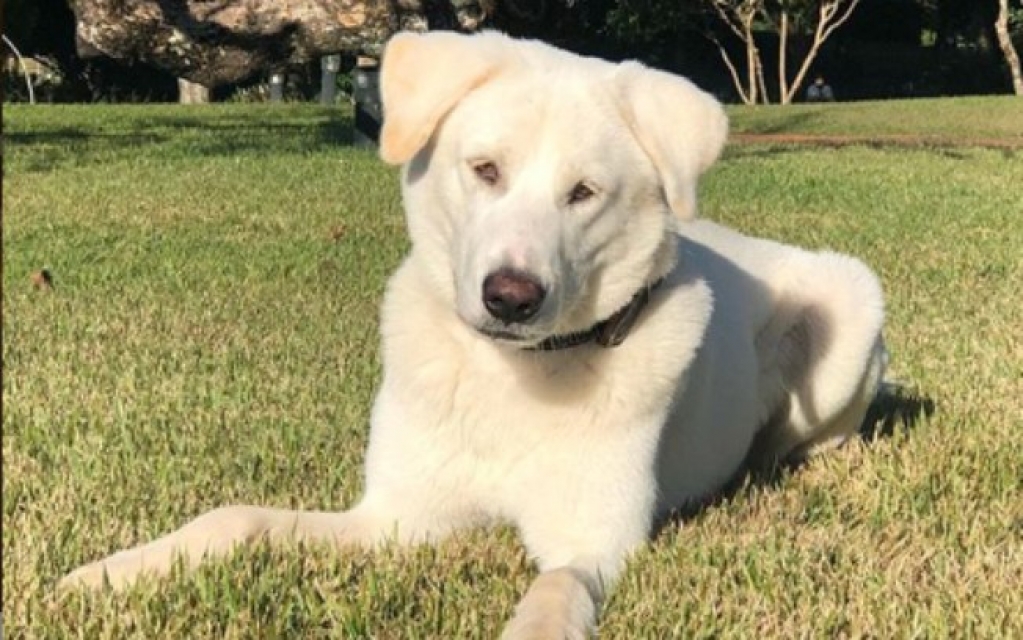 Família Bolsonaro adota cão que já tinha dono e será devolvido