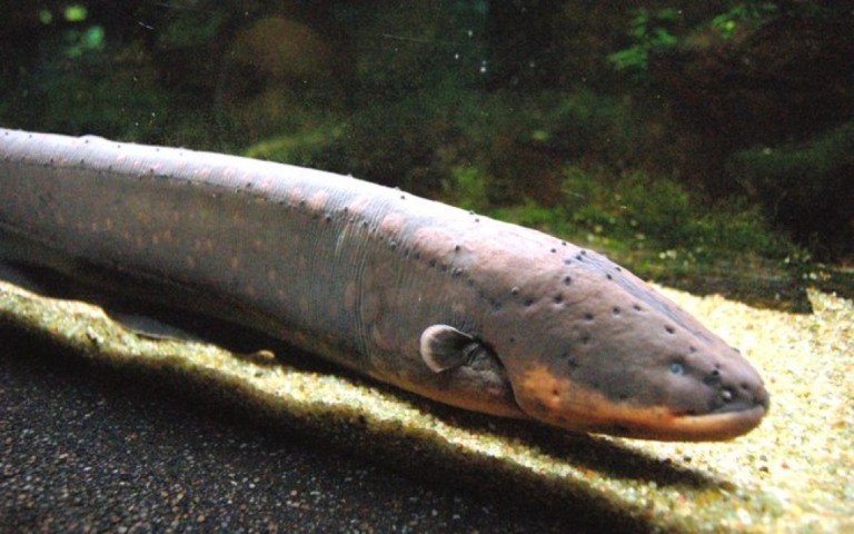 Crianças são encontradas mortas em lago após suposto ataque de peixe-elétrico