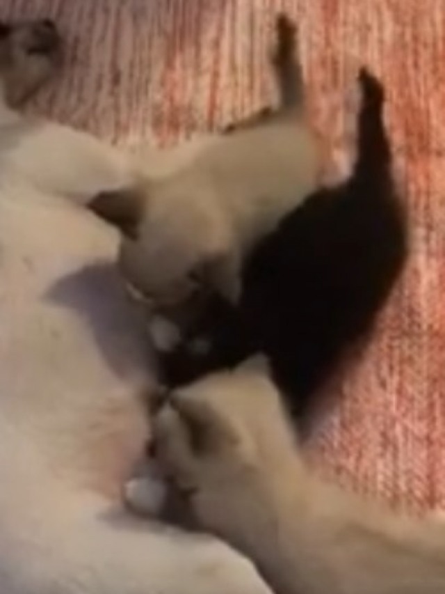 Cadela adota e amamenta gatinhos após morte de seus filhotes