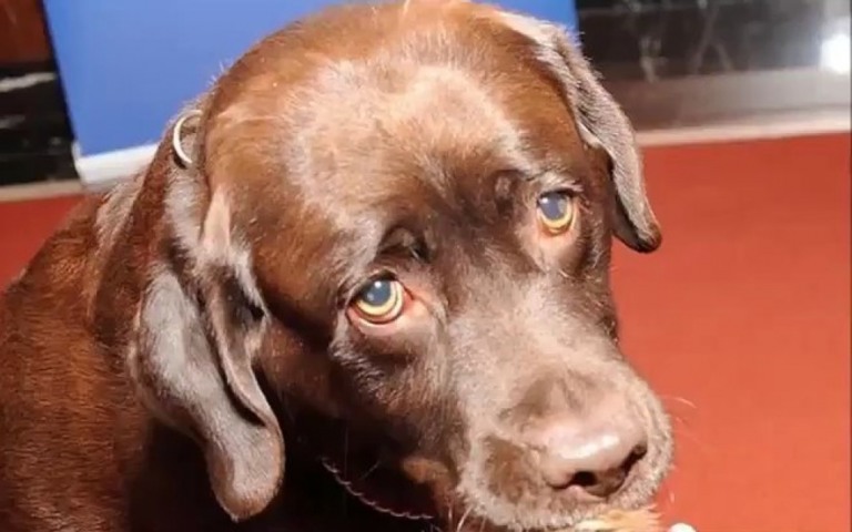 Cachorro mata gêmeos recém-nascidos por conta de ciúmes dos donos
