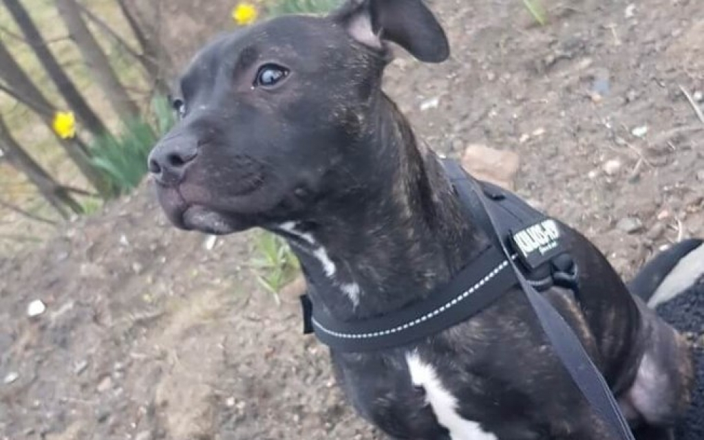 Cachorro visita cerca todo dia para receber massagem de amigo; veja