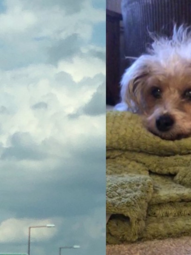 Tutora vê rosto de cão falecido nas nuvens e compartilha foto do momento
