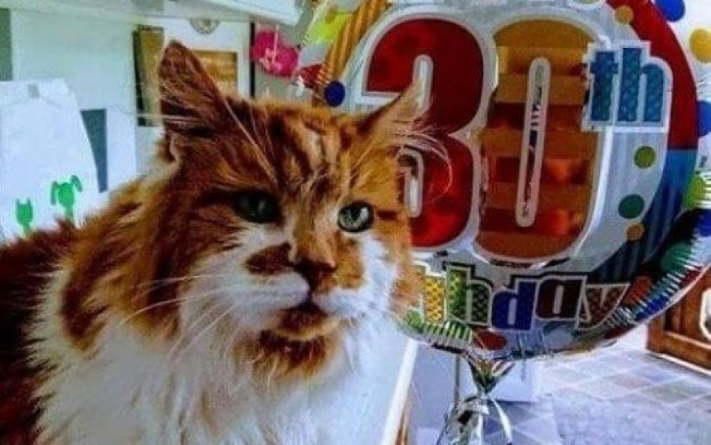 Gato mais velho do mundo morre aos 31 anos de idade