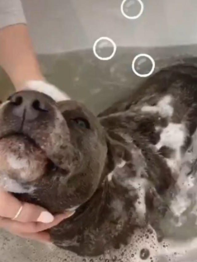 Vídeo de cãozinho tomando banho é a coisa mais fofa que você vai ver hoje