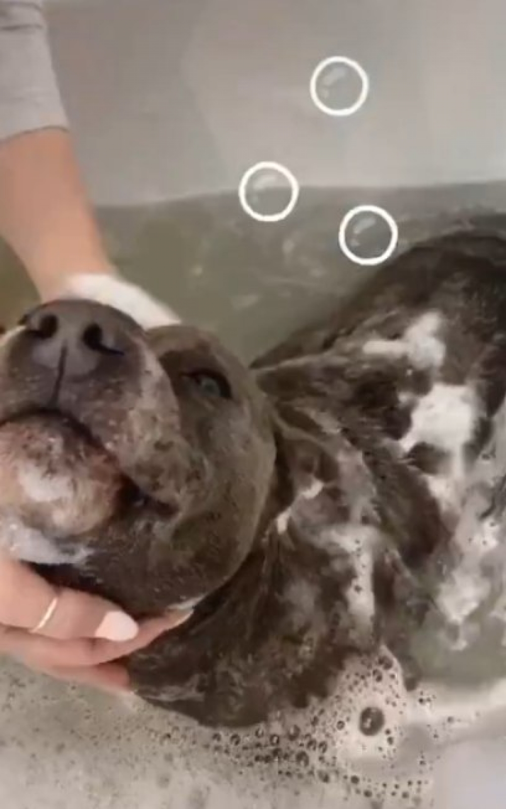 Vídeo de cãozinho tomando banho é a coisa mais fofa que você vai ver hoje