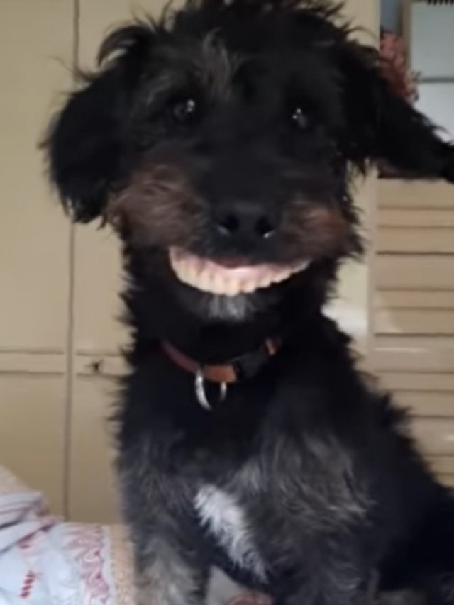 Cão rouba dentadura de dona e resultado é hilário, veja