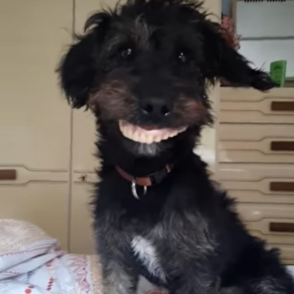 Cão rouba dentadura de dona e resultado é hilário, veja