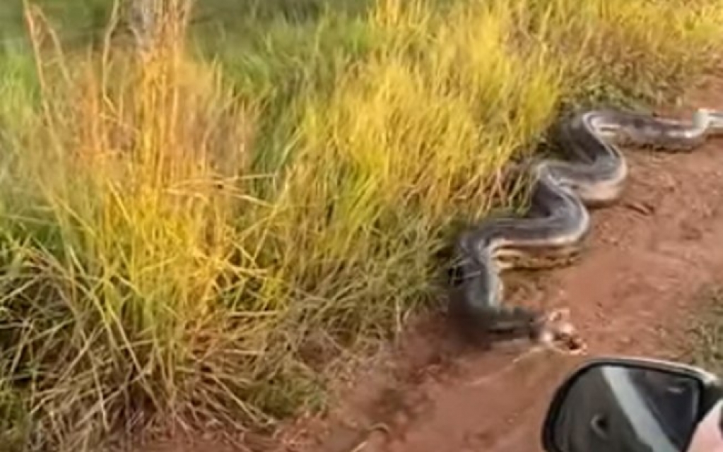 Sucuri gigantesca bloqueia estrada e ataca fazendeiros; assista