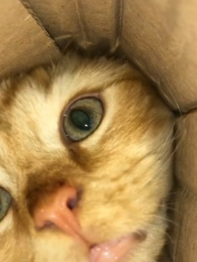 Gato tentando roubar batatas é um dos vídeos mais vistos no TikTok