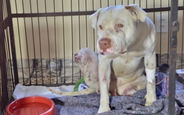 Homem decepa patas de cachorro com foice em Minas Gerais; imagem forte