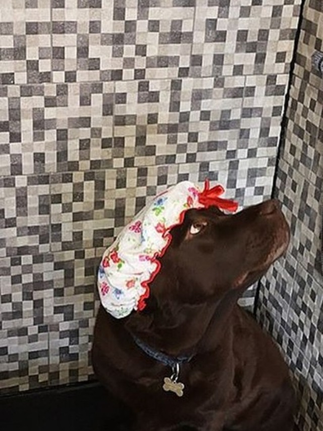 Homem encontra solução perfeita para limpar cães após o passeio