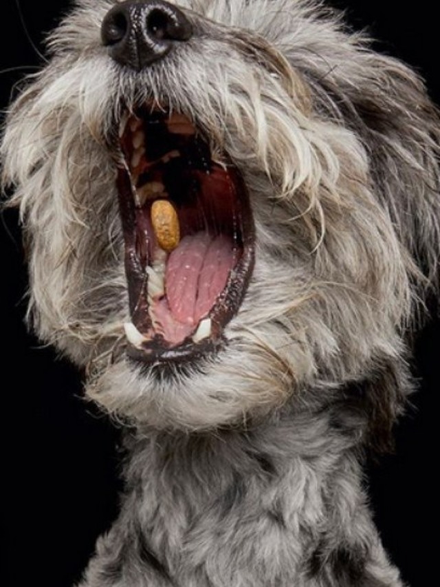 Fotógrafa capta expressões faciais hilárias de cães pegando petiscos