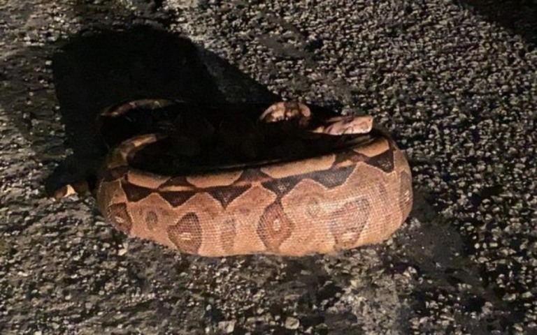Jiboia de 3 metros é resgatada após engolir cachorro na Paraíba