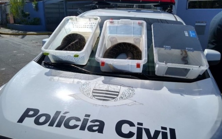 Homem usava cobras para atacar outros animais em vídeos para a internet
