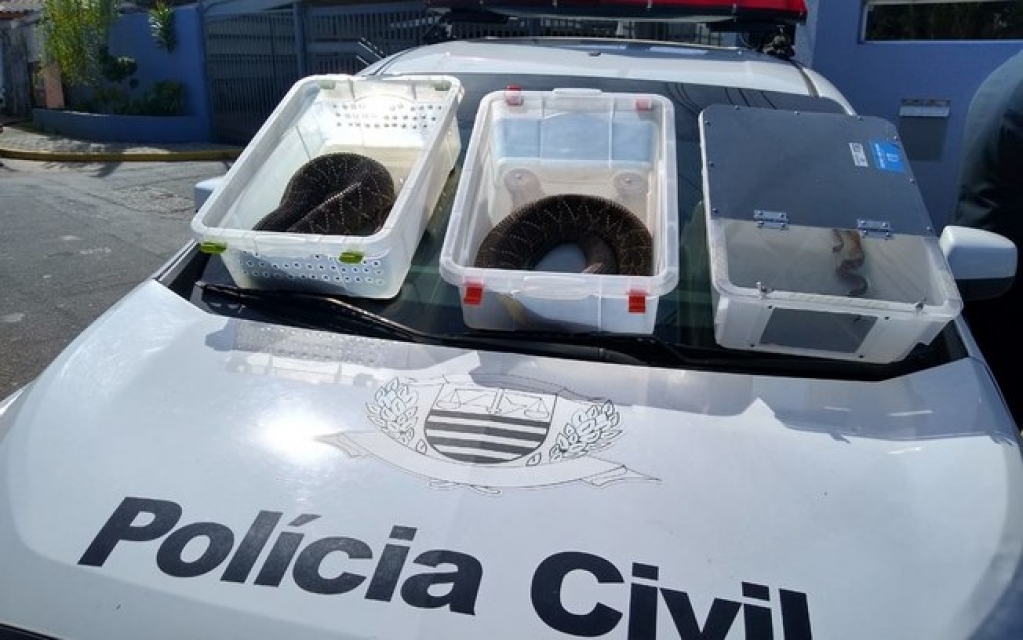 Homem usava cobras para atacar outros animais em vÃdeos para a internet Homem usava cobras para atacar outros animais em vÃdeos para a internet