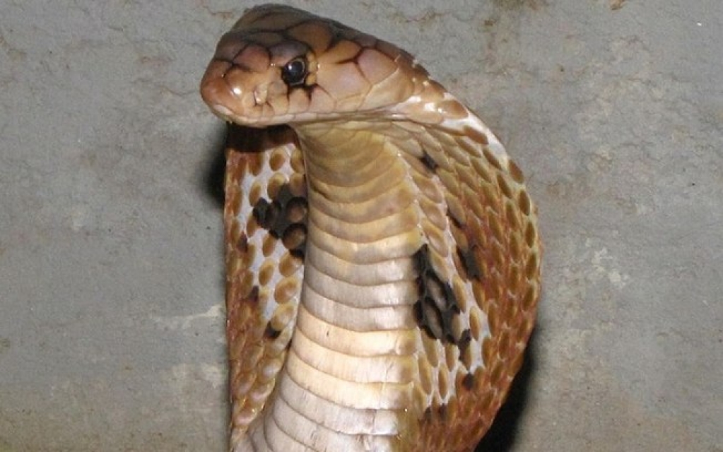 Polícia acha mais 16 cobras e suspeita que jovem picado por naja seja o dono Polícia acha mais 16 cobras e suspeita que jovem picado por naja seja o dono