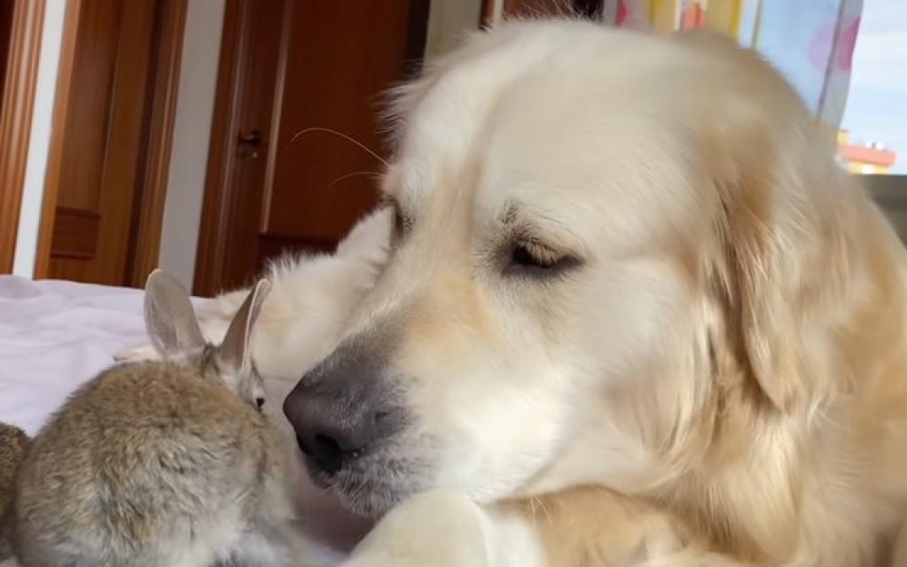 Coelhinhos acham que golden retriever é mamãe coelha em vídeo fofo