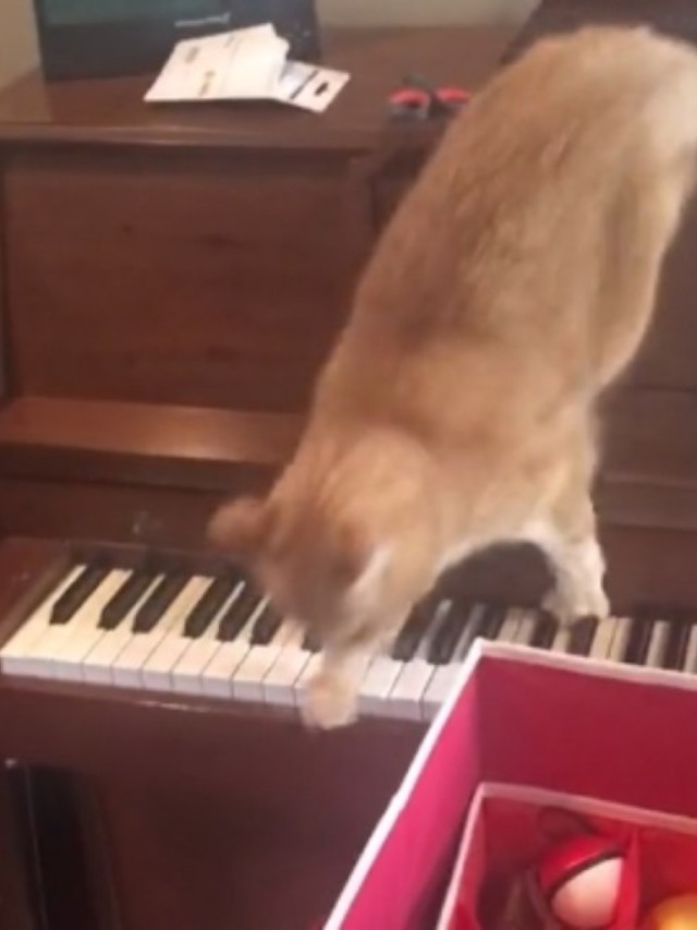 Vídeo de gato com medo de piano faz sucesso no TikTok