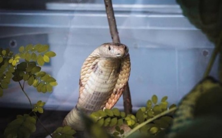Cobra naja que picou jovem em Brasília faz ensaio fotográfico e web comenta