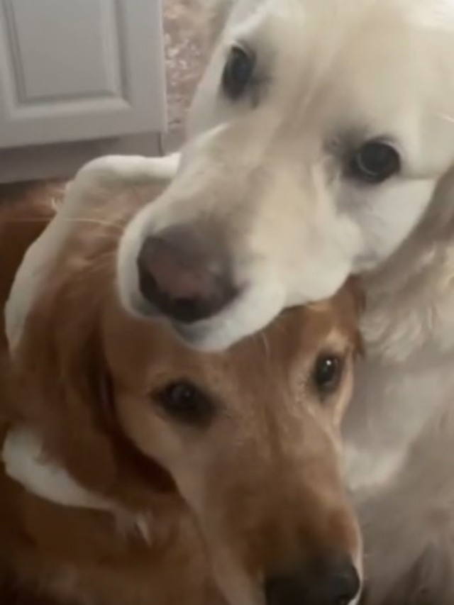 Cão abraça irmão em pedido de desculpas; vídeo é muito fofo