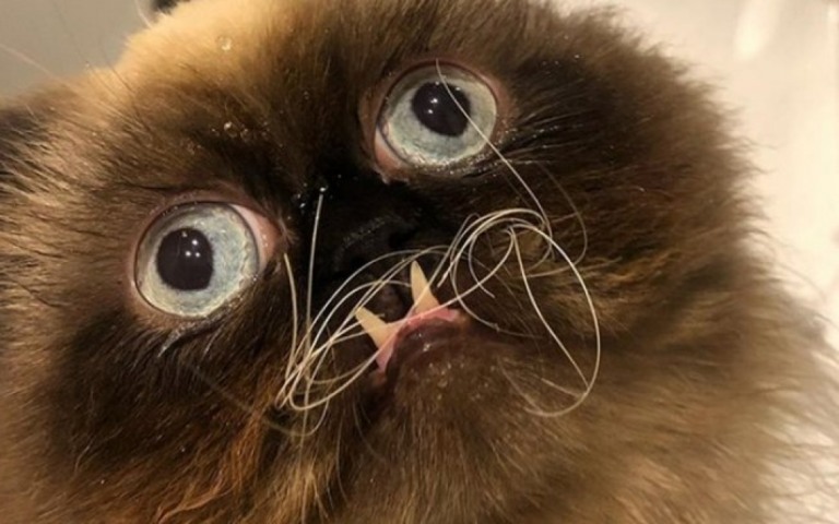 Gato persa de aparência peculiar conquista usuários do Instagram