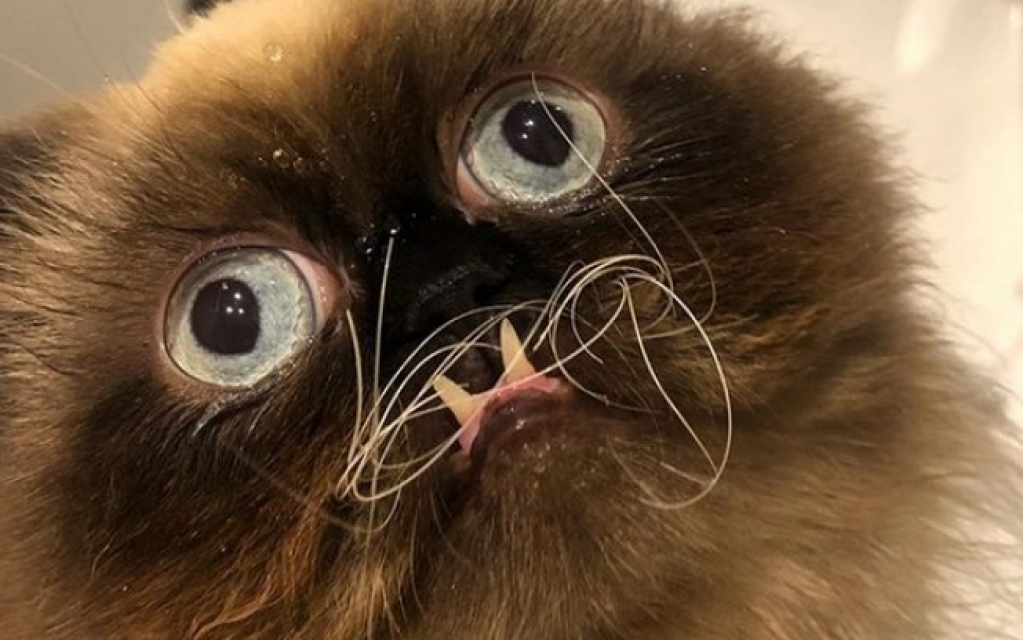 Gato persa de aparência peculiar conquista usuários do Instagram