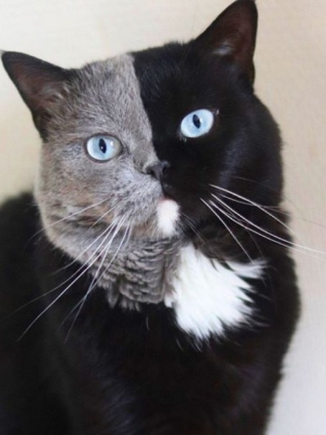 Gato com rosto bicolor vira pai e tem um filhote de cada cor