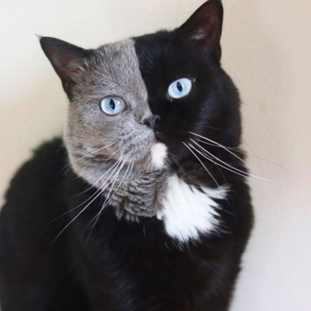 Felino com rosto bicolor vira pai e tem um filhote de cada cor