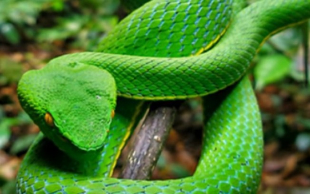 Sem soro no Brasil, serpente apreendida no Distrito Federal pode ser sacrificada Sem soro no Brasil, serpente apreendida no Distrito Federal pode ser sacrificada