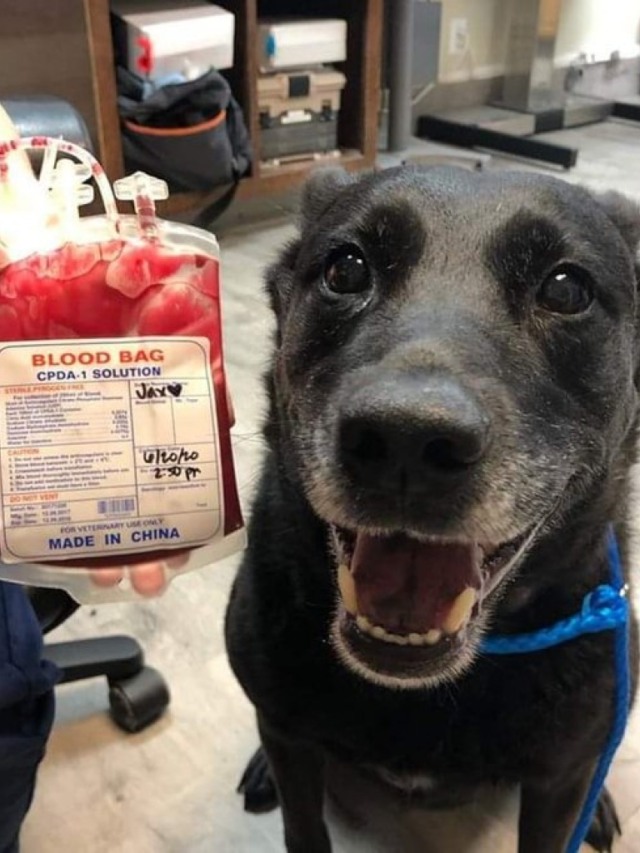 Cachorro "sorrindo" após doar sangue é a coisa mais fofa que você vai ver