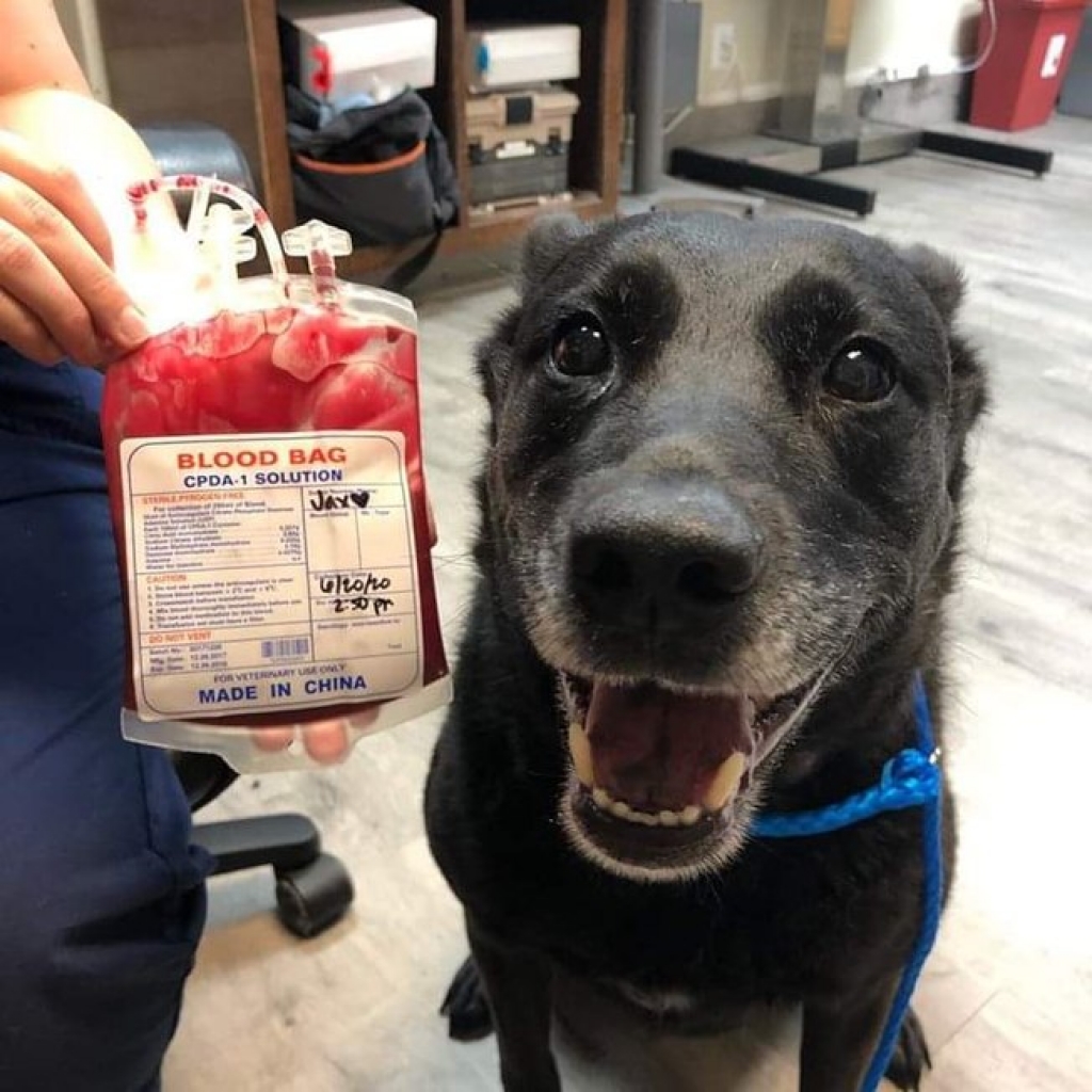 Cachorro "sorrindo" após doar sangue é a coisa mais fofa que você vai ver