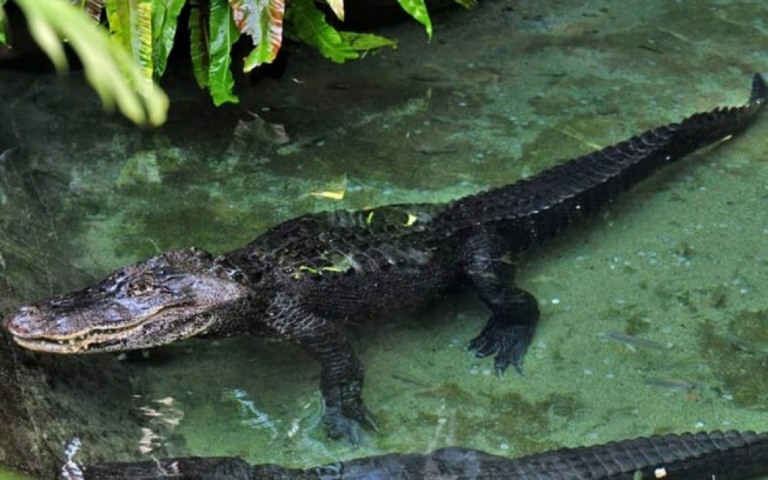 Homem se salva após ser atacado por jacaré enquanto remava em lago; assista