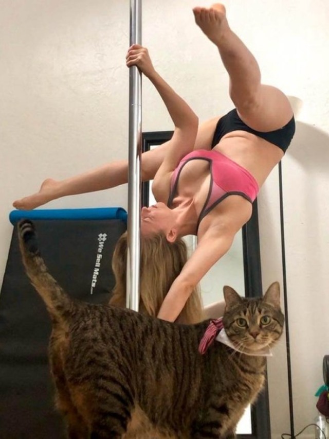 Incrível! Gato faz pole dance junto com dona