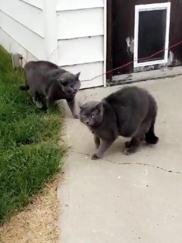 Gato encontra clone em quintal e surpreende tutora