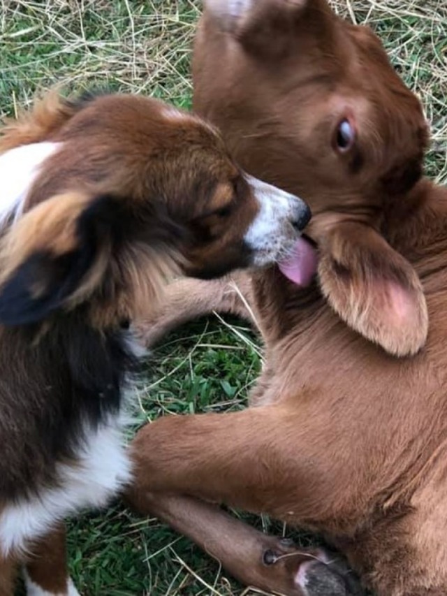 Alerta de fofura! Cão e bezerro compartilham linda amizade