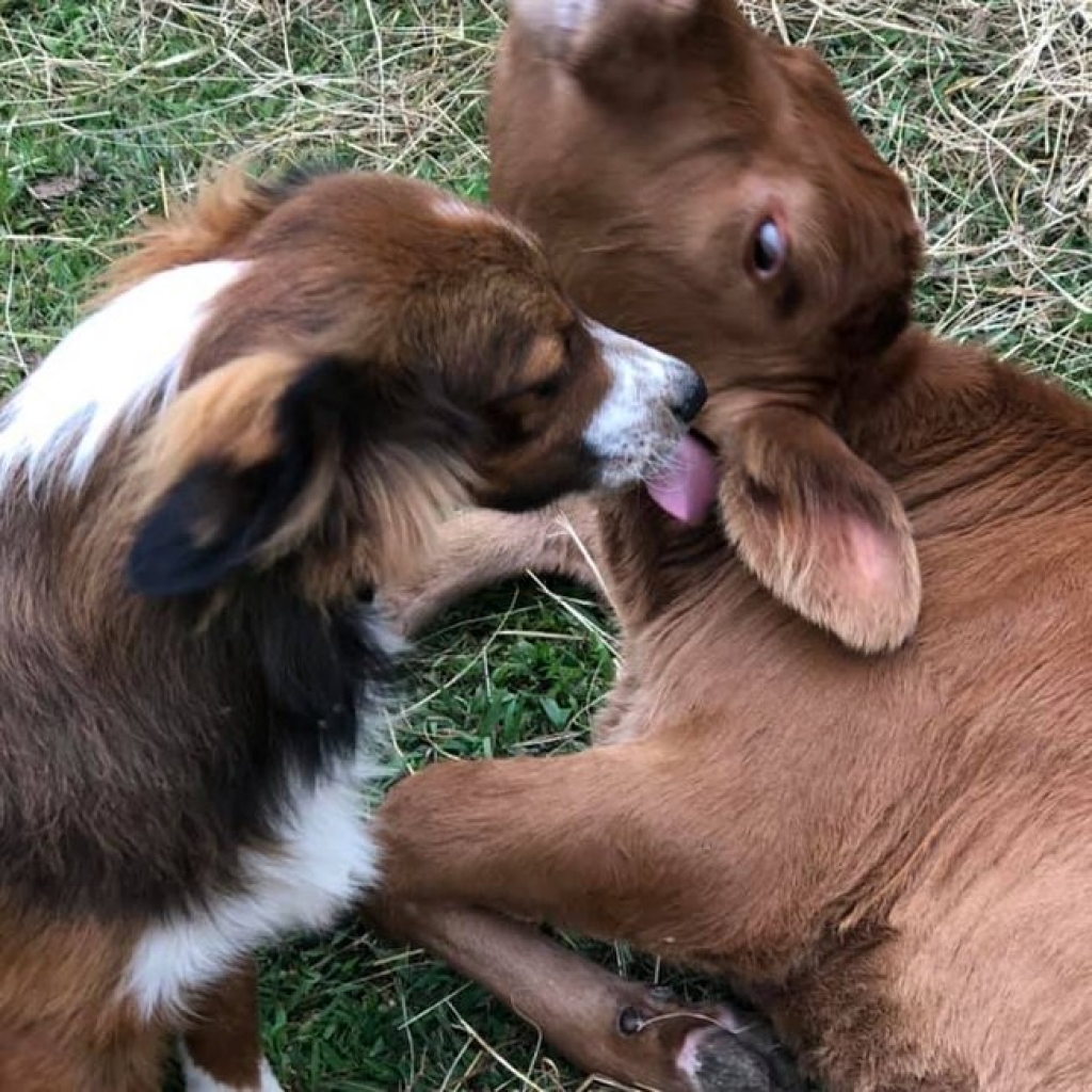 Alerta de fofura! Cão e bezerro compartilham linda amizade