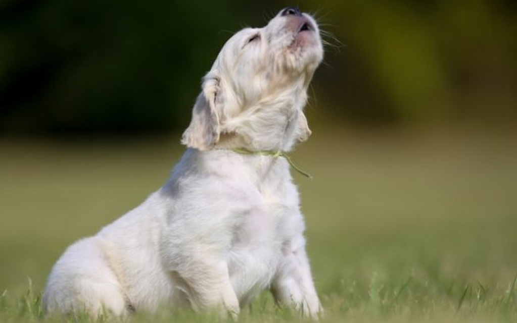 Cães podem ver fantasmas e a aura das pessoas, diz especialista