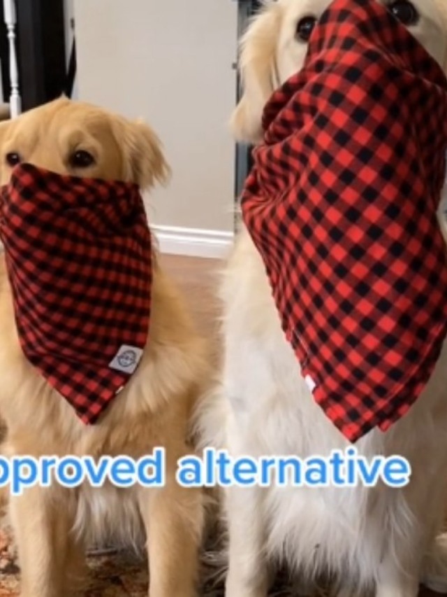 Cães viralizam no Tiktok com tutorial de como usar máscara